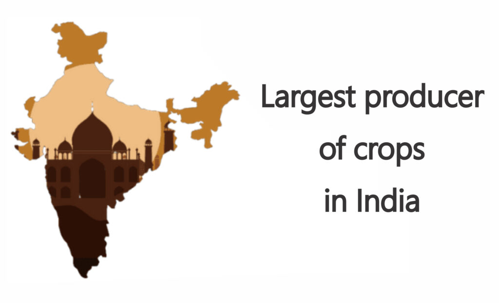 Largest producer of crops in India